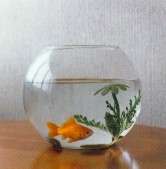 vers le poisson rouge